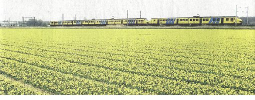 Bloembollen20030405